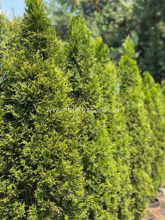 251550e2494bb8d453ec9707c679