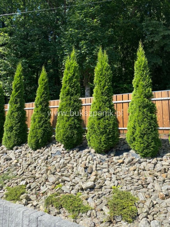 468a566f49aaa4912219d5638dde