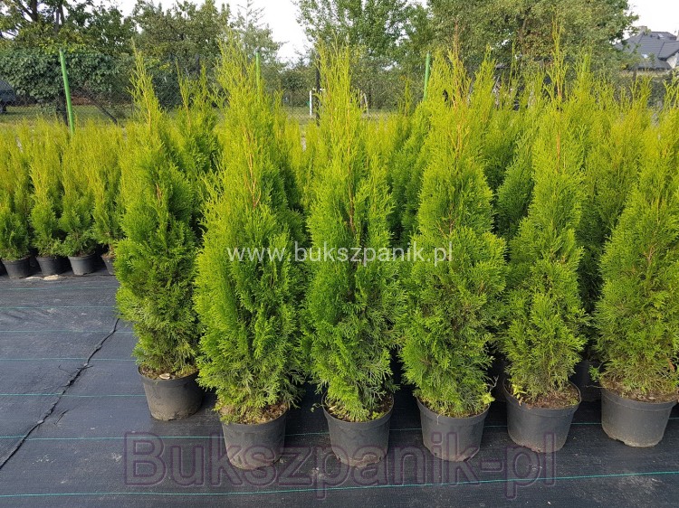 1edfa9924f90aa742acbbdf53b12