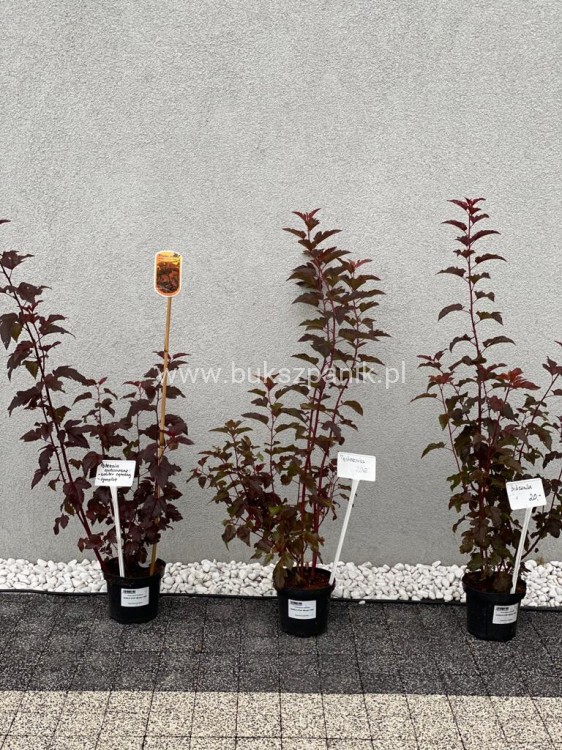 Pęcherznica kalinolistna 'Diabolo'-Physocarpus opulifolius