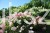 Hortensja bukietowa  Renhy 'VANILLE FRAISE'- Hydrangea paniculata C10