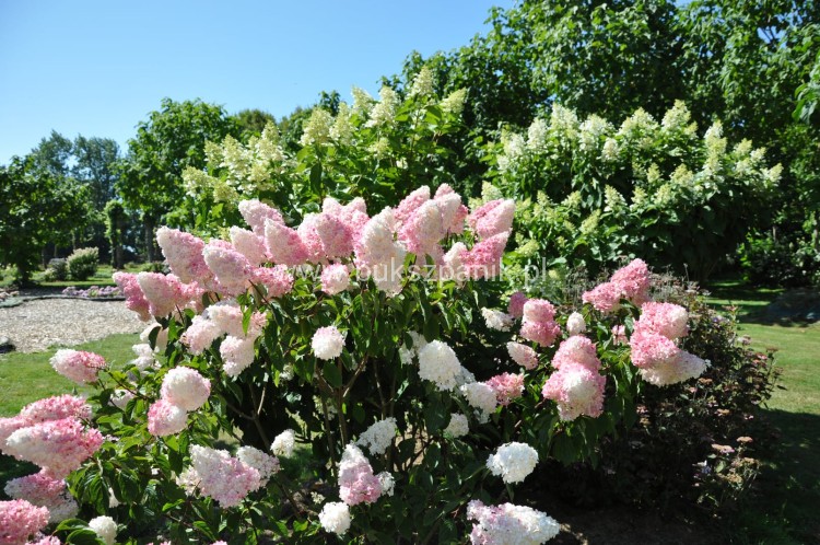 Hortensja bukietowa  Renhy 'VANILLE FRAISE'- Hydrangea paniculata C10