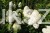 Hortensja bukietowa  Renhy 'VANILLE FRAISE'- Hydrangea paniculata C10