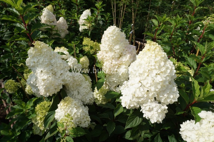 Hortensja bukietowa  Renhy 'VANILLE FRAISE'- Hydrangea paniculata C10