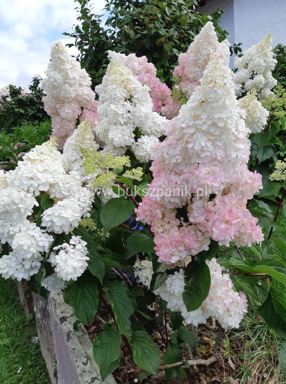 Hortensja bukietowa  Renhy 'VANILLE FRAISE'- Hydrangea paniculata C10