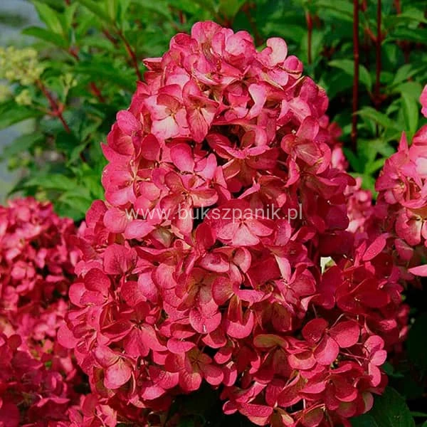 Hortensja bukietowa WIM`S RED -Hydrangea paniculata C5l