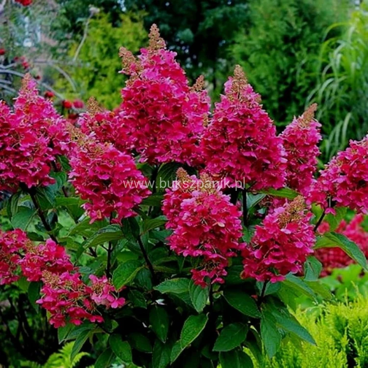 Hortensja bukietowa WIM`S RED -Hydrangea paniculata C5l