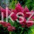 Hortensja bukietowa WIM`S RED -Hydrangea paniculata C5l