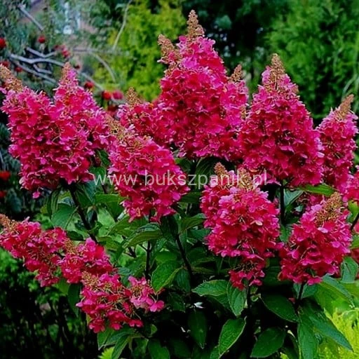 Hortensja bukietowa WIM`S RED -Hydrangea paniculata C5l