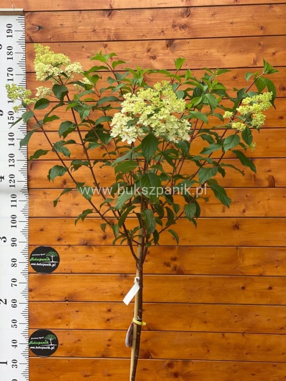 Hortensja bukietowa VANILLE FRAISE- Hydrangea paniculata PA80, c10l