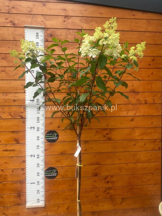 Hortensja bukietowa VANILLE FRAISE- Hydrangea paniculata PA80, c10l