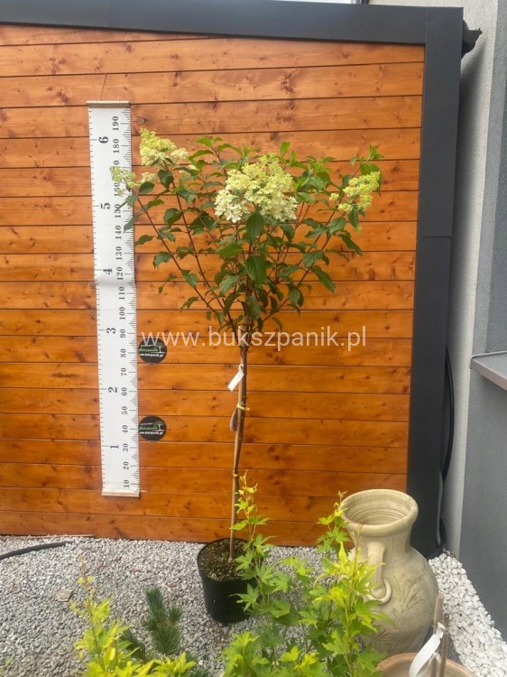 f0cf44a842c294f837c263f3e552