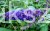 9f2de87d4ce887e9eaf2d49f2969