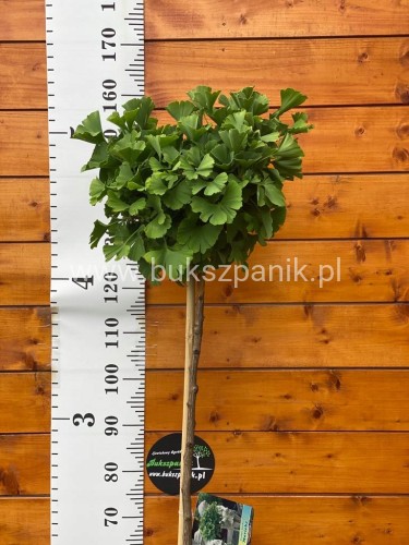 Miłorząb dwuklapowy ' TROLL '- Ginkgo biloba