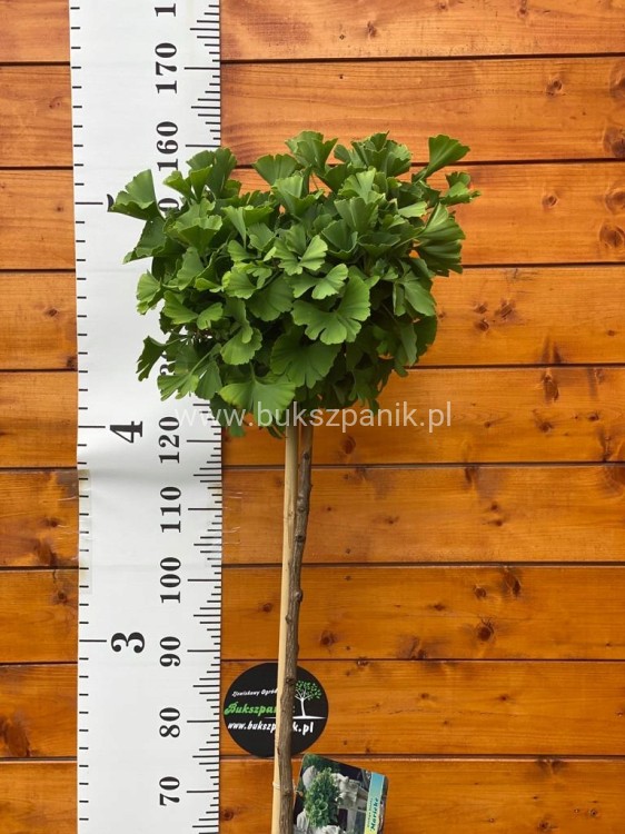 Miłorząb dwuklapowy ' TROLL '- Ginkgo biloba