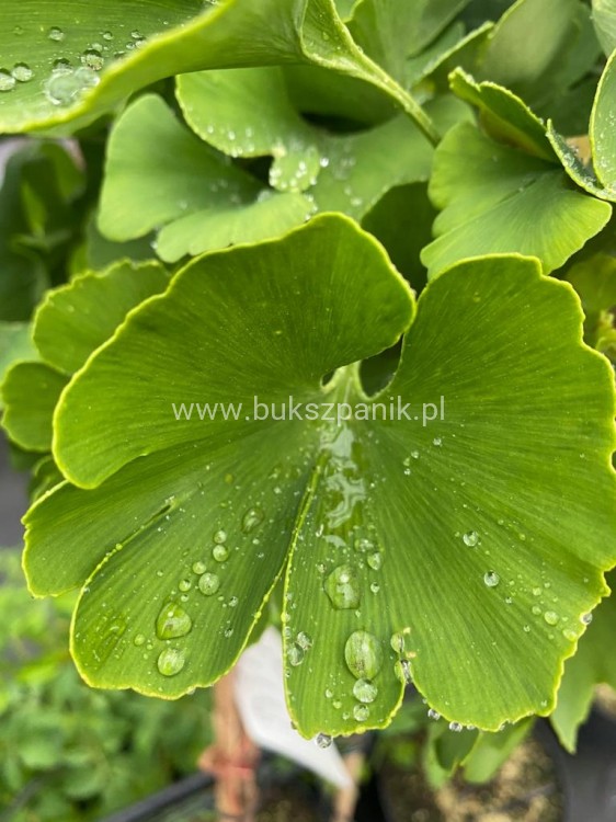 Miłorząb dwuklapowy ' TROLL '- Ginkgo biloba