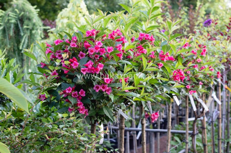 Krzewuszka BRISTOL RUBY - WEIGELA różowo-czerwona