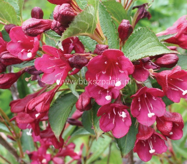 Krzewuszka BRISTOL RUBY - WEIGELA różowo-czerwona