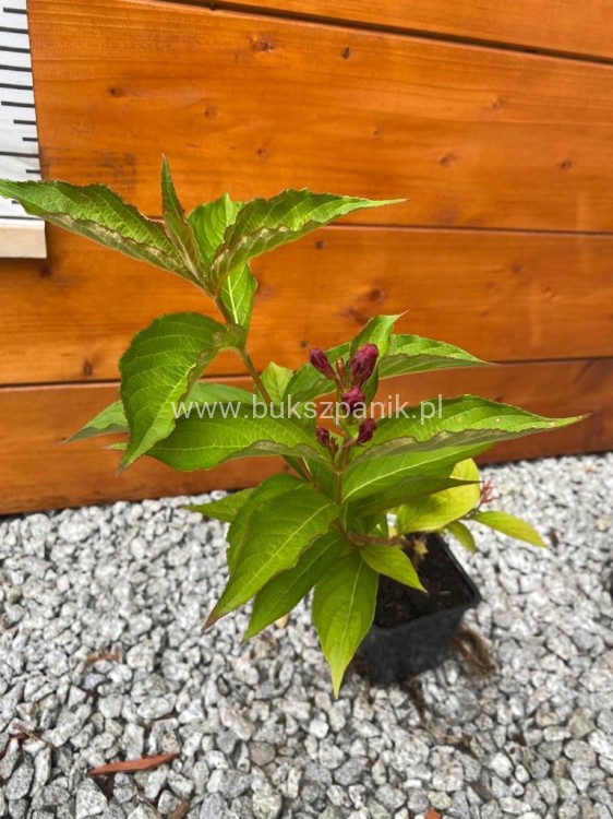 Krzewuszka BRISTOL RUBY - WEIGELA różowo-czerwona