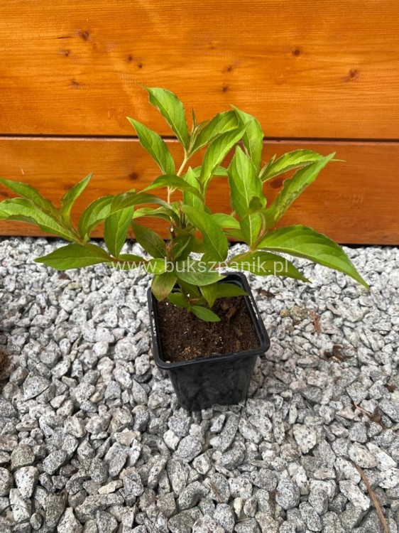 Krzewuszka BRISTOL RUBY - WEIGELA różowo-czerwona