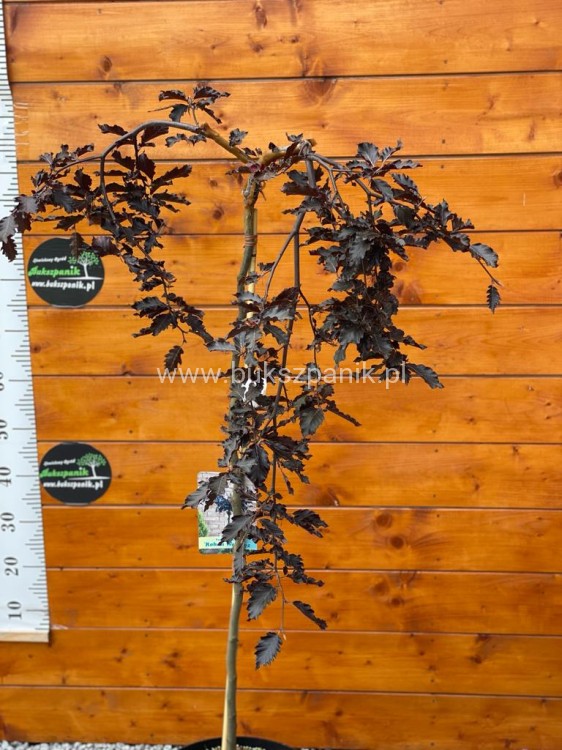 Buk pospolity "Rohan Weeping"- Fagus sylvatica PA120-130cm ob. 5-6cm