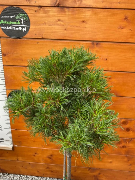 ISosna wejmutka GREEN TWIST-pinus strobus PA70-95/25cm