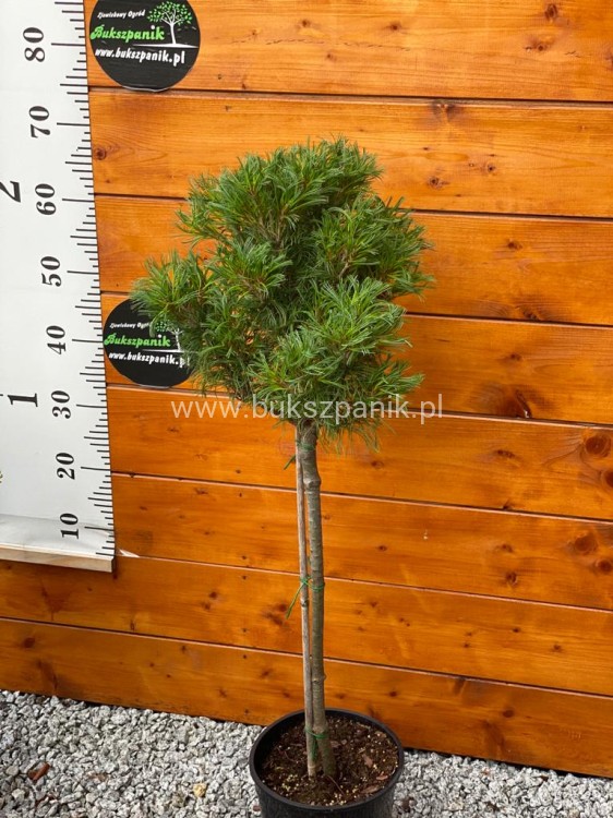 Sosna wejmutka GREEN TWIST-pinus strobus PA70-95/25cm