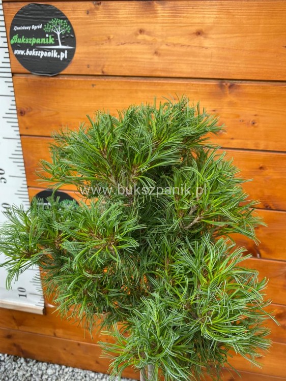 Sosna wejmutka GREEN TWIST-pinus strobus PA70-95/25cm