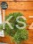 Sosna wejmutka GREEN TWIST-pinus strobus PA70-95/25cm
