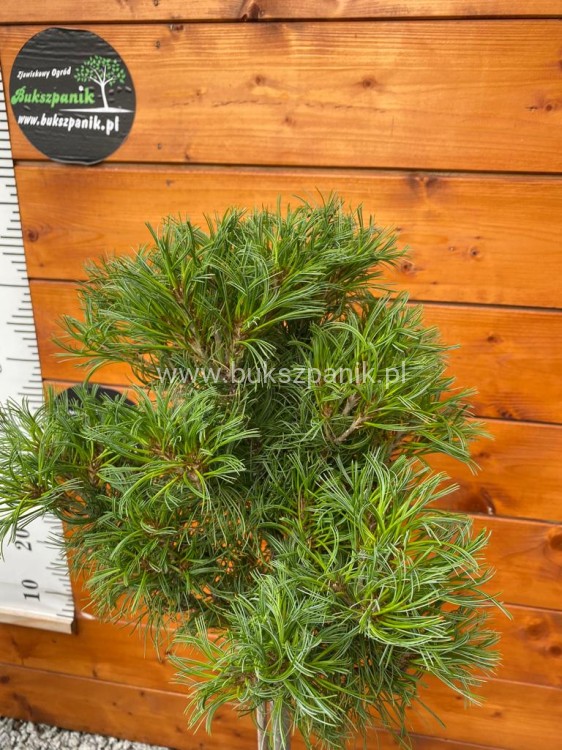 Sosna wejmutka GREEN TWIST-pinus strobus PA70-95/25cm