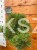 Sosna wejmutka GREEN TWIST-pinus strobus PA70-95/25cm