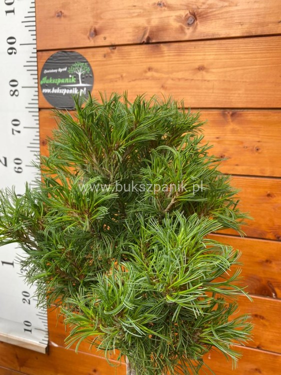 Sosna wejmutka GREEN TWIST-pinus strobus PA70-95/25cm