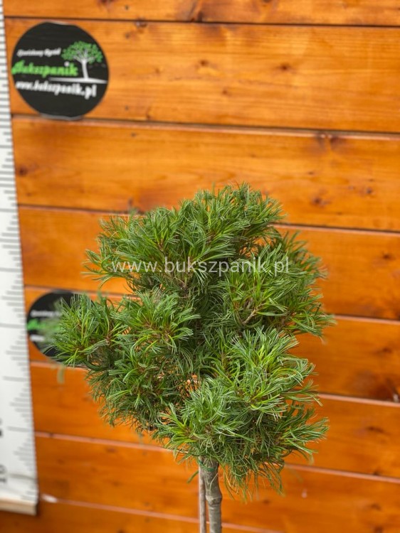 Sosna wejmutka GREEN TWIST-pinus strobus PA70-95/25cm