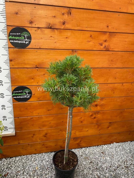 Sosna wejmutka GREEN TWIST-pinus strobus PA70-95/25cm