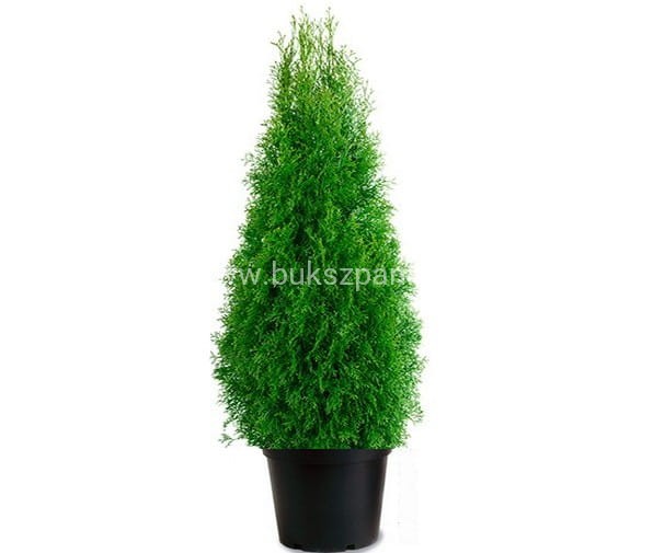 thuya-du-canada-smaragd-taille-80-cm-pot-de-34-litres-14447436341.jpg