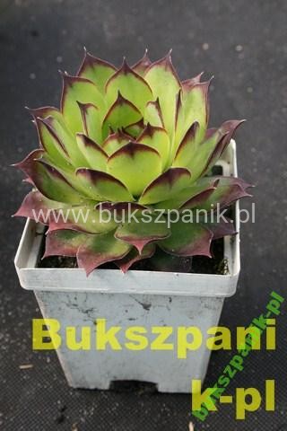 Rojnik murowy