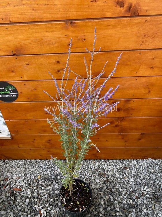 Perowskia łobodolistna 'Blue Spire' Perovskia atriplicifolia