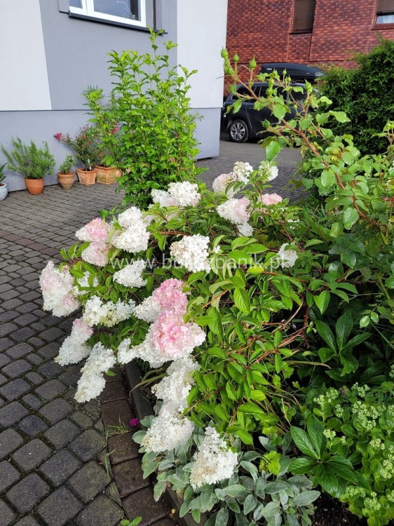 Hortensja bukietowa  Renhy 'VANILLE FRAISE'- Hydrangea paniculata C10