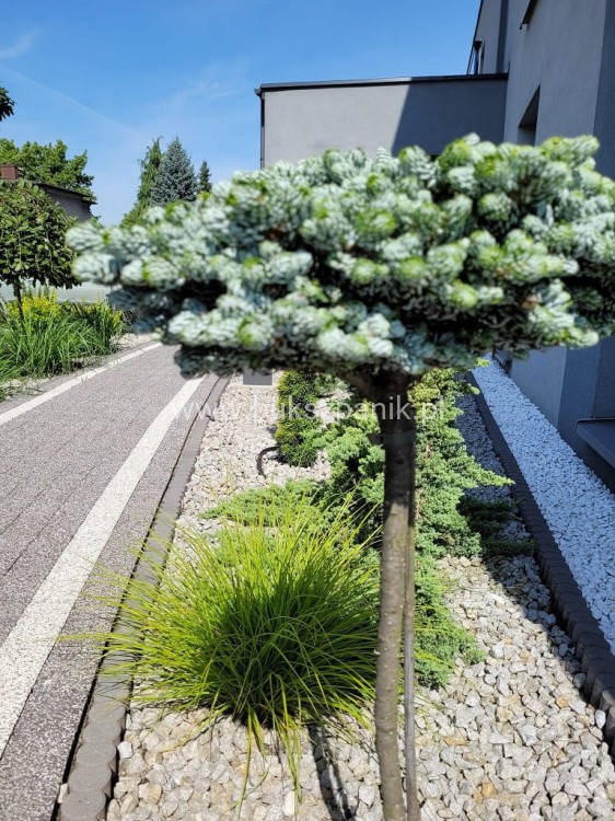 Jodła KOREAŃSKA Kohout's Icebreaker'PA20-40/10-15cm Abies koreana