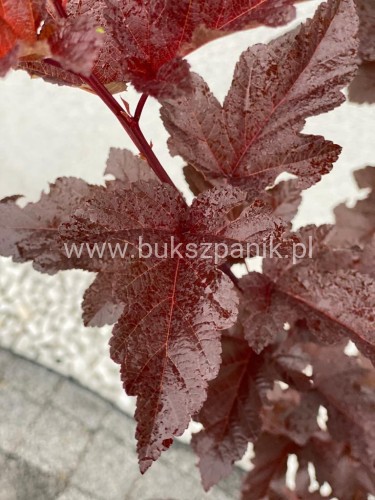 Pęcherznica kalinolistna Red Baron Physocarpus opulifolius C2l (