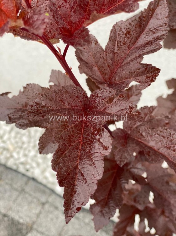 Pęcherznica kalinolistna Red Baron Physocarpus opulifolius C2l (
