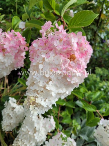Hortensja bukietowa VANILLE FRAISE - Hydrangea paniculata