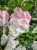 Hortensja bukietowa VANILLE FRAISE - Hydrangea paniculata