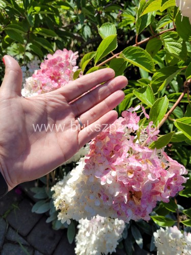 Hortensja bukietowa VANILLE FRAISE - Hydrangea paniculata