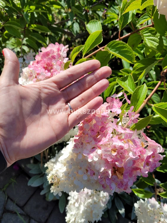 Hortensja bukietowa VANILLE FRAISE - Hydrangea paniculata