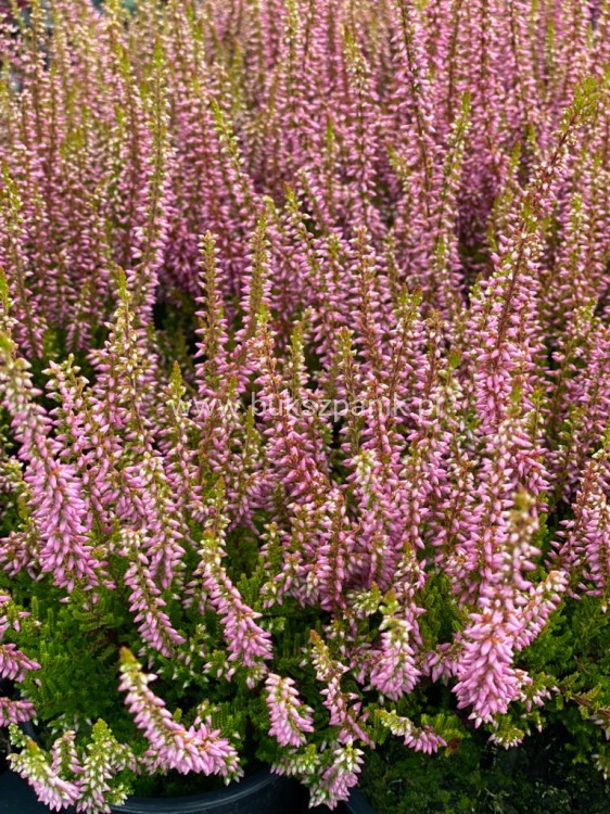 Wrzos- Calluna vulgaris