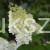 Hortensja bukietowa BOBO - Hydrangea paniculata C5
