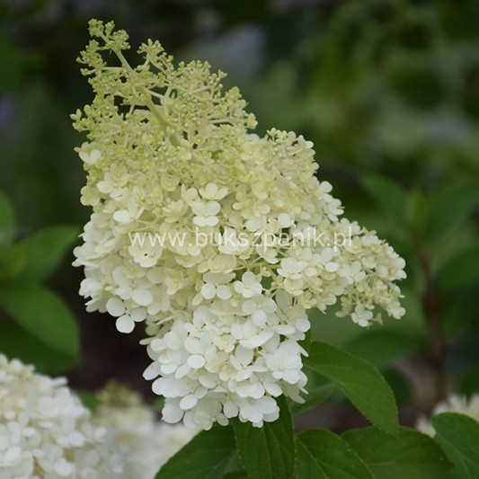 Hortensja bukietowa BOBO - Hydrangea paniculata C5