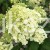 Hortensja bukietowa BOBO - Hydrangea paniculata C5