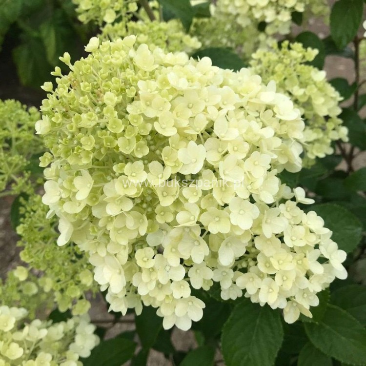 Hortensja bukietowa BOBO - Hydrangea paniculata C5
